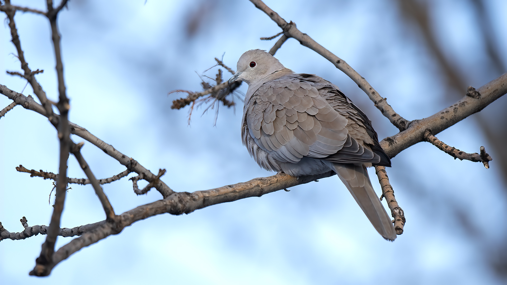 Eurasian Collared-Dove
